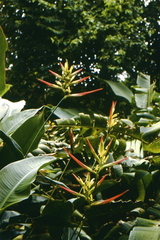 Heliconia hirsuta