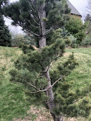 Pinus parviflora