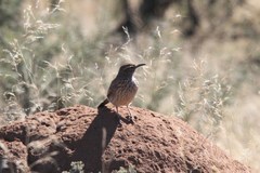 Certhilauda subcoronata