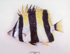 Amphichaetodon howensis