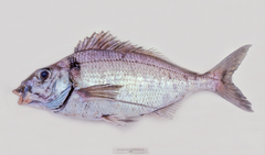 Nemadactylus macropterus