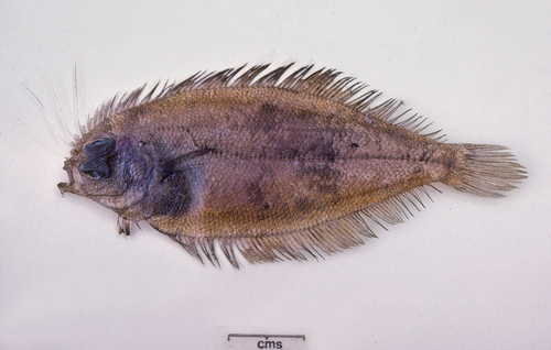 Crested flounder (Lophonectes gallus) — Bothidae — 5
