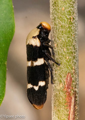 Phymatostetha semele
