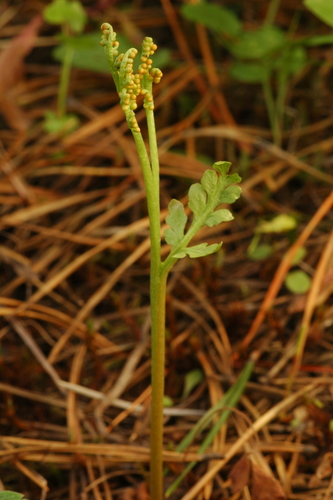 Image of Botrychium hesperium by (c) Timothy McNitt, some rights reserved (CC BY)