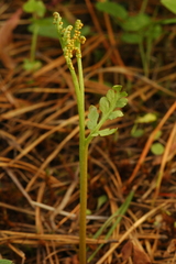 Botrychium hesperium