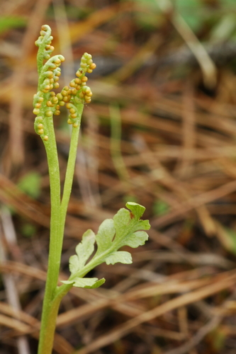 Image of Botrychium hesperium by (c) Timothy McNitt, some rights reserved (CC BY)