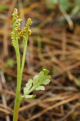 Botrychium hesperium