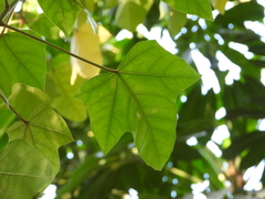 Aleurites moluccanus