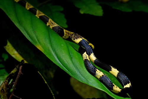 Vermiculate Snail-eater