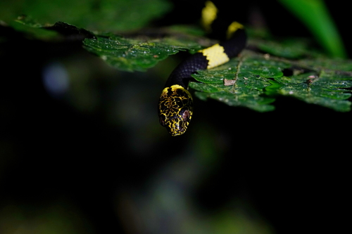 Vermiculate Snail-eater