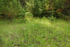 Botrychium hesperium