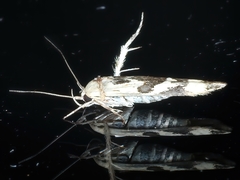 Stathmopoda melanochra