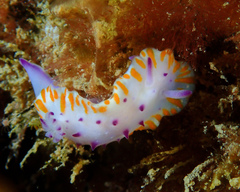 Mexichromis macropus