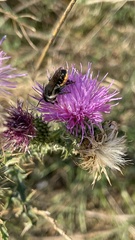 Megachile