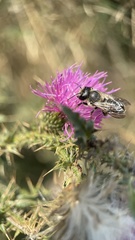 Megachile