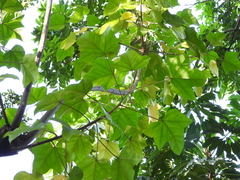 Aleurites moluccanus