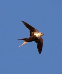 Cheramoeca leucosterna