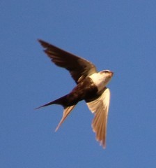 Cheramoeca leucosterna