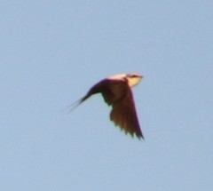 Cheramoeca leucosterna