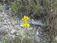Physaria engelmannii