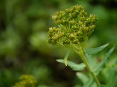 Rhodiola bupleuroides