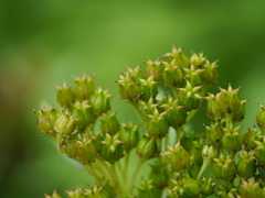 Rhodiola bupleuroides