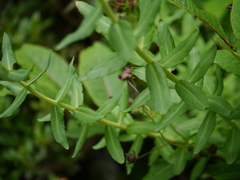 Rhodiola bupleuroides