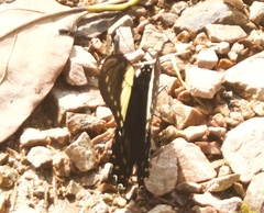 Papilio menatius