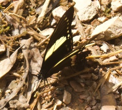 Papilio menatius