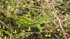 Naultinus gemmeus