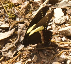 Papilio menatius