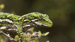 Naultinus rudis