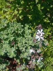 Pelargonium fragrans
