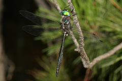 Somatochlora ozarkensis