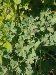 Pelargonium fragrans