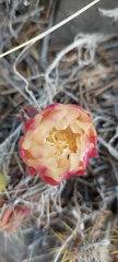 Austrocactus spiniflorus