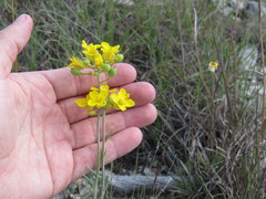 Physaria engelmannii