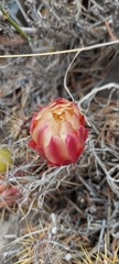 Austrocactus spiniflorus