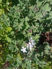 Pelargonium fragrans