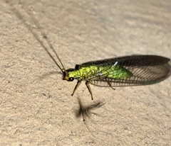Calochrysa extranea