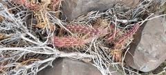Austrocactus spiniflorus
