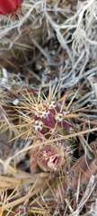 Austrocactus spiniflorus