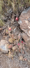 Austrocactus spiniflorus