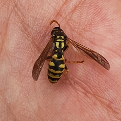 Polistes dominula