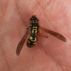 Polistes dominula