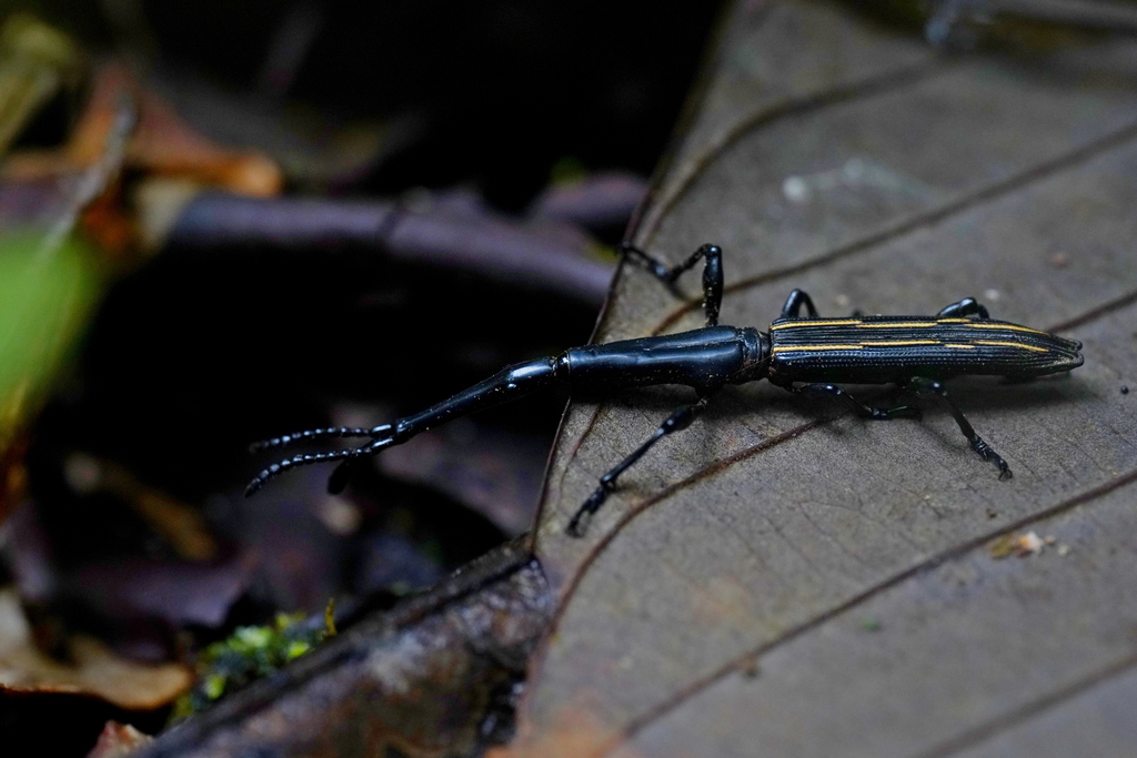 Brentus approximatus
