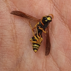 Polistes dominula