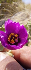 Corynabutilon ceratocarpum