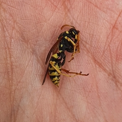 Polistes dominula