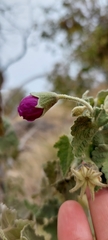 Corynabutilon ceratocarpum